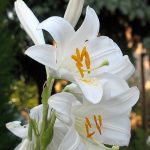 01 Lilium candidum madonna lily